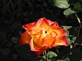 20101031 017